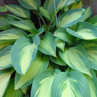 Hosta 'Moonstruck'